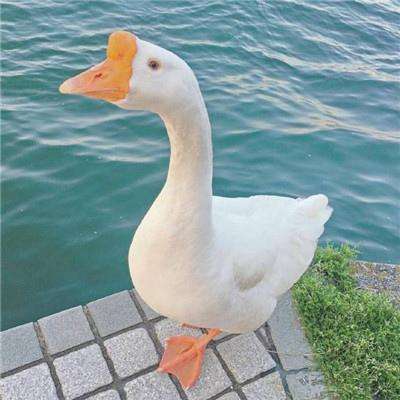 三张牌下载金花免费手机app下载